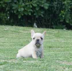 Cachorros de raza Bulldog frances para la venta del criadero Nutibara Bulldogs -Pet shop Special Dogs 


            


            