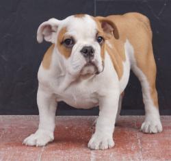             Cachorros de raza Bulldog Ingles para la venta del criadero Nutibara Bulldogs -Pet shop Special Dogs 


            


            


            