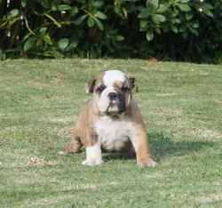 Cachorros de raza Bulldog Ingles para la venta del criadero Nutibara Bulldogs -Pet shop Special Dogs 


            


            