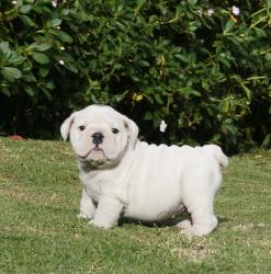 Cachorros de raza Bulldog Ingles para la venta del criadero Nutibara Bulldogs -Pet shop Special Dogs 


            


            