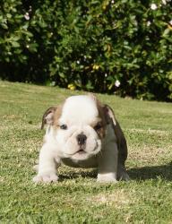 Cachorros de raza Bulldog Ingles para la venta del criadero Nutibara Bulldogs -Pet shop Special Dogs 

            


            