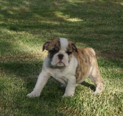 Cachorros de raza Bulldog Ingles para la venta del criadero Nutibara Bulldogs -Pet shop Special Dogs 


            


            