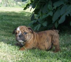 
            Cachorros de raza Bulldog Ingles para la venta del criadero Nutibara Bulldogs -Pet shop Special Dogs 


            


            


            