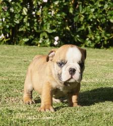 Cachorros de raza Bulldog Ingles para la venta del criadero Nutibara Bulldogs -Pet shop Special Dogs 

            


            