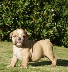 Bulldog