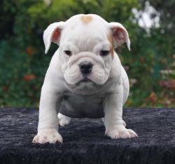 Bulldog