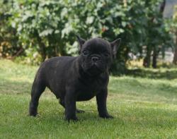 Cachorros de Bulldog francés para la venta línea de campeones hijos de DINASTIA GO MACARIO 