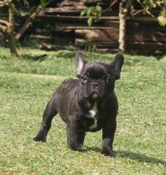 Cachorros de Bulldog Frances Hijos de Multicampeon DINASTIA GO MACARIO 