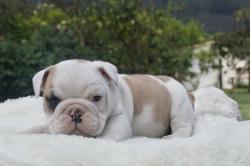 Cachorros de Buldog ingles del criadero Nutibara Bulldogs para la venta 100% puros espectaculares.


            


            