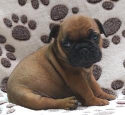             Cachorros de raza Bulldog Francés para la venta del criadero Nutibara Bulldogs -Pet shop Special Dogs 


            


            


            