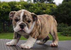 Cachorros de Bulldog Ingles para la venta 100 % registrados, excelente pedigree para la venta.

            


            