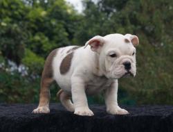 Bulldog