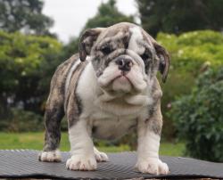 Bulldog