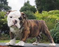 Cachorros de Bulldog Ingles para la venta 100 % registrados, excelente pedigree para la venta.


            


            