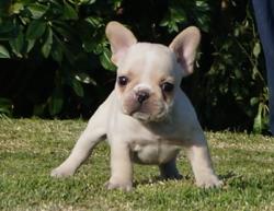 Cachorros de raza Bulldog frances para la venta del criadero Nutibara Bulldogs -Pet shop Special Dogs 


            


            