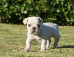 Cachorros de raza Bulldog frances para la venta del criadero Nutibara Bulldogs -Pet shop Special Dogs 


            


            