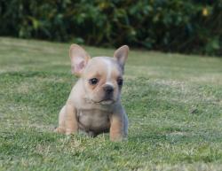 Cachorros de raza Bulldog frances para la venta del criadero Nutibara Bulldogs -Pet shop Special Dogs 


            


            