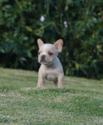 Cachorros de raza Bulldog frances para la venta del criadero Nutibara Bulldogs -Pet shop Special Dogs 


            


            