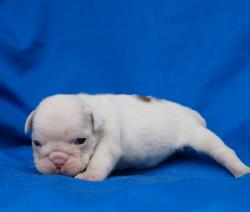 Cachorros de raza Bulldog Ingles para la venta del criadero Nutibara Bulldogs -Pet shop Special Dogs 


            


            