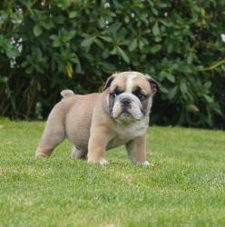 Cachorros de raza Bulldog Ingles para la venta del criadero Nutibara Bulldogs -Pet shop Special Dogs 


            


            