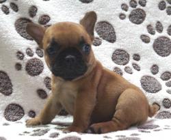             Cachorros de raza Bulldog Francés para la venta del criadero Nutibara Bulldogs -Pet shop Special Dogs 


            


            


            
