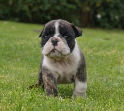 Cachorros de raza Bulldog Ingles para la venta del criadero Nutibara Bulldogs -Pet shop Special Dogs 

            


            