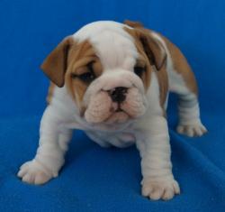 Cachorros de raza Bulldog Ingles para la venta del criadero Nutibara Bulldogs -Pet shop Special Dogs 


            


            