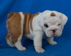 Cachorros de raza Bulldog Ingles para la venta del criadero Nutibara Bulldogs -Pet shop Special Dogs 


            


            