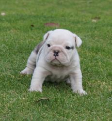 Cachorros de raza Bulldog Ingles para la venta del criadero Nutibara Bulldogs -Pet shop Special Dogs 


            


            