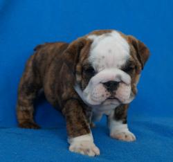 Cachorros de raza Bulldog Ingles para la venta del criadero Nutibara Bulldogs -Pet shop Special Dogs 


            


            