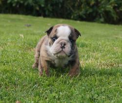 Cachorros de raza Bulldog Ingles para la venta del criadero Nutibara Bulldogs -Pet shop Special Dogs 


            


            