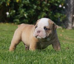 Cachorros de raza Bulldog Ingles para la venta del criadero Nutibara Bulldogs -Pet shop Special Dogs 


            


            