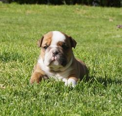 Cachorros de raza Bulldog Ingles para la venta del criadero Nutibara Bulldogs -Pet shop Special Dogs 

            


            