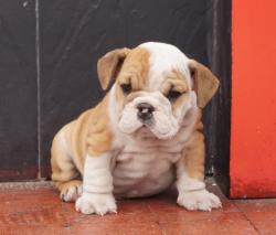 Bulldog