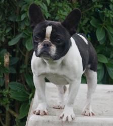 bulldog