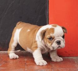 Bulldog