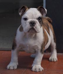 Cachorros de raza Bulldog Ingles para la venta del criadero Nutibara Bulldogs -Pet shop Special Dogs 


            


            