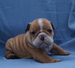 Cachorros de raza Bulldog Ingles para la venta del criadero Nutibara Bulldogs -Pet shop Special Dogs 

            


            