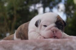 Bulldog