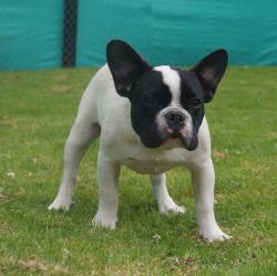 bulldog