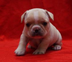 Cachorros de raza Bulldog frances para la venta del criadero Nutibara Bulldogs -Pet shop Special Dogs 

            


            