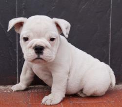             
Cachorros de raza Bulldog Ingles para la venta del criadero Nutibara Bulldogs -Pet shop Special Dog

            


            


            