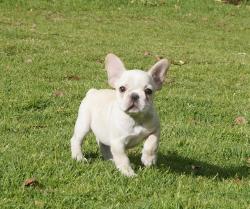             Cachorros de raza Bulldog frances para la venta del criadero Nutibara Bulldogs -Pet shop Special Dogs 


            


            


            