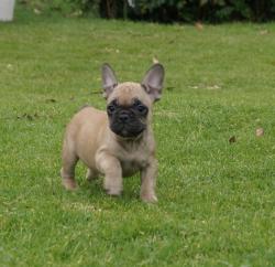 Cachorros de raza Bulldog frances para la venta del criadero Nutibara Bulldogs -Pet shop Special Dogs 

            


            