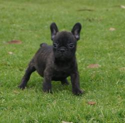 Cachorros de raza Bulldog frances para la venta del criadero Nutibara Bulldogs -Pet shop Special Dogs 

            


            