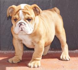Cachorros de raza Bulldog Ingles para la venta del criadero Nutibara Bulldogs -Pet shop Special Dogs 

            


            