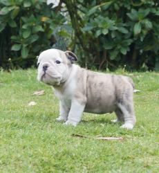 Cachorros de raza Bulldog Ingles para la venta del criadero Nutibara Bulldogs -Pet shop Special Dogs 


            


            