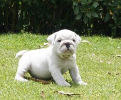 Bulldog