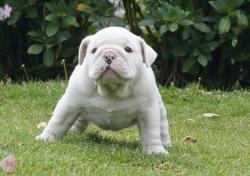 Bulldog