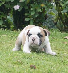 Cachorros de raza Bulldog Ingles para la venta del criadero Nutibara Bulldogs -Pet shop Special Dogs 


            


            